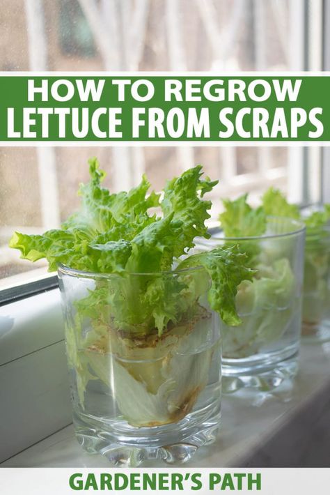 How To Regrow Lettuce, Regrow Lettuce, Growing Lettuce Indoors, Vegetables Growing, Succulent Containers, Regrow Vegetables, Tattoo Plant, Plants Hanging, Vegetable Garden Tips