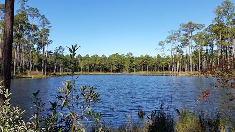 Enjoy this small loop to Blue Spring through the forests of southern Alabama. Near Andalusia, Alabama. Andalusia Alabama, History Background, Clear Spring, Little Cabin, Blue Spring, Forest Service, Hiking Trail, Life Well Lived, Blue Springs