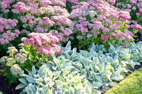 Sedum Autumn Joy, Sedum telephium 'Autumn Joy', Sedum 'Autumn Joy', Stonecrop… Stachys Byzantina, Garden Companion Planting, Have Inspiration, Garden Pictures, Plant Combinations, Garden Borders, Green Foliage, Companion Planting, Garden Cottage