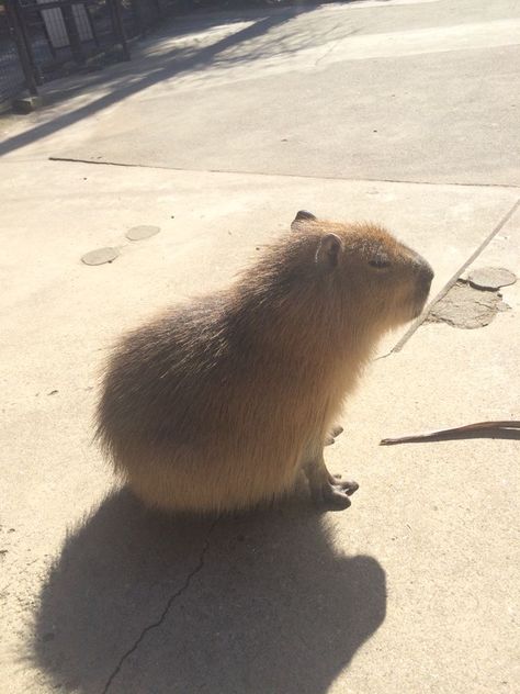 Capybara Cafe, Capybara Song, Capybara Baby, Capybara Art, Capybara Pet, Baby Capybara, Glen Powell, Animal World, Popular Culture