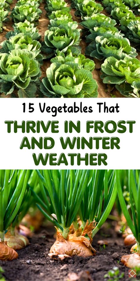 Keep your garden alive this winter with these 15 cold-tolerant vegetables! Perfect for frost-hardy gardening, these crops—like Swiss chard, collards, and radishes—will thrive in colder temperatures. Save this pin to discover how to grow fresh veggies all winter long! Cold Crop Vegetables, Cold Weather Vegetable Garden, Winter Sowing Vegetables, Winter Planting Vegetables, Winter Vegetables Gardening Australia, Cold Weather Gardening, Winter Garden Vegetables, Cold Weather Crops, Tiny House Off Grid