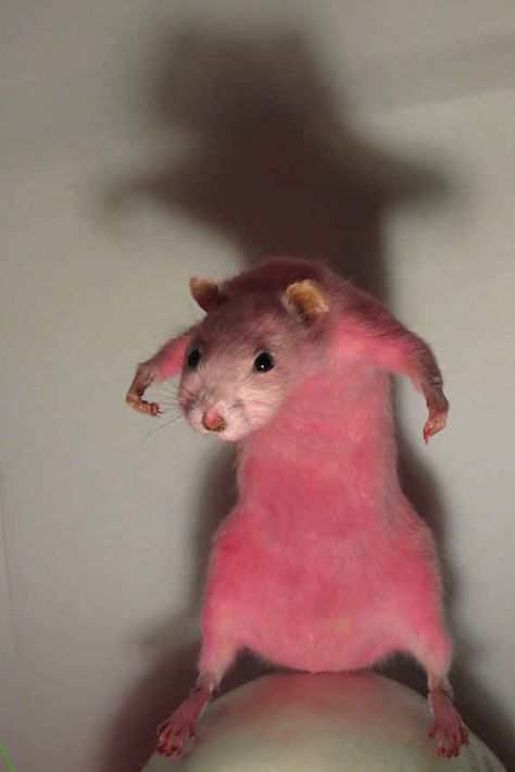 Taxidermy Standing Pink Rat Seriously Funny, Funny Animal Memes, Oui Oui, Hamsters, Super Funny, Animal Memes, Funny Posts, Rats, Funny Cute