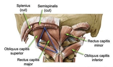 Neck Muscles:Origin, Insertion, Action & Nerve Supply » How To Relief Vertebral Artery, Manual Therapy, Nerve Health, Cervical Vertebrae, Pelvic Tilt, College Notes, Cervical Spine, Muscle Anatomy, Tension Headache