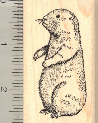 Ground Hog, Woodchuck rubber stamp (H4102) $10 at RubberHedgehog.com Trout Tattoo, Ground Hog, Watercolor Pencil Art, Woodland Animal Art, Pig Drawing, Prairie Dog, Tattoo Portfolio, Fall Watercolor, Groundhog Day