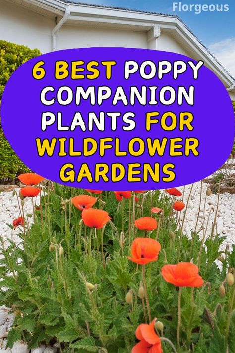 Poppy Companion Plants California Poppy Companion Plants, Poppy Garden Bed, Poppy Companion Plants, Poppies In Garden, Poppy Garden Ideas, Poppies Garden, Bachelor Button Flowers, Wildflower Gardens, Growing Poppies