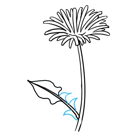 Step By Step Sketches, Dandelion Drawing, Dandelion Leaves, Easy Cartoon Drawings, Dandelion Flower, Watercolor Plants, Drawing Tutorial Easy, Outline Drawings, Realistic Drawings