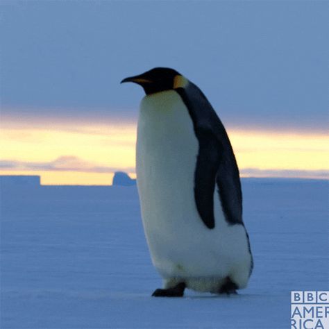 Alone Gif, Penguin Gif, Penguins Antarctica, Penguin Walk, Walking Gif, Hd Gif, Kindle Amazon, Marketing Affiliate, Animal Species