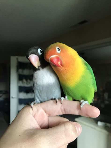 Kiwi And His Goth Girlfriend Just Had 4 Babies And Internet Is In Love Love Birds Pet, African Lovebirds, Funny Birds, Two Birds, Pretty Birds, Colorful Birds, Cute Birds, Cute Creatures, Love Birds