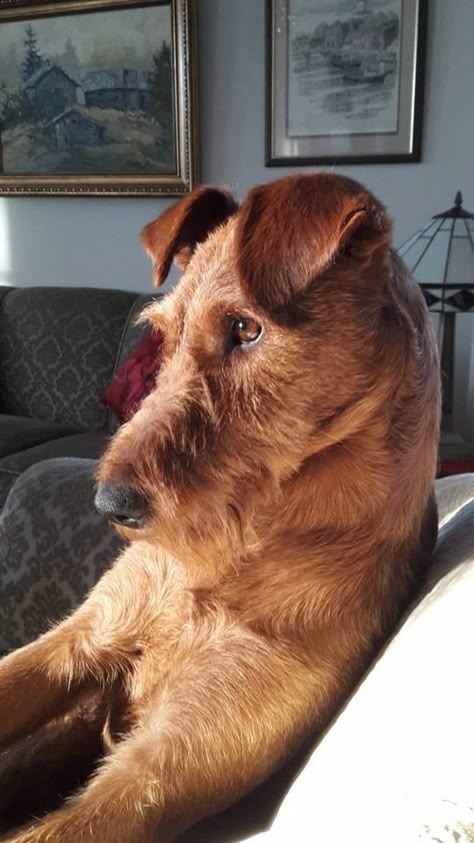 Irish Terrier Puppies, Unique Dog Breeds, Irish Terrier, Terrier Breeds, Wire Fox Terrier, Room Window, Airedale Terrier, Fox Terrier, Terrier Dogs