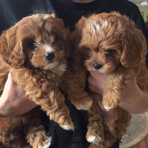 Cavapoo Red And White, Cavapoo Puppies Aesthetic, Red Cavapoo Full Grown, Red Miniature Poodle, Red Cavapoo, Mini Cavapoo, Dream Puppy, Cavapoo Dogs, Cute Small Dogs