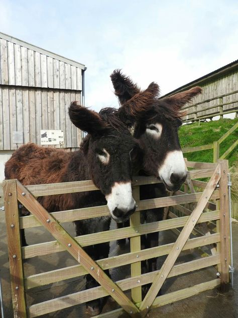 Donkey Stable, Donkey Pen Ideas, Baby Donkeys, Donkey Pen, Donkey Shelter, Rescue Farm, Donkey Farm Ideas, Mini Donkeys, Raising Donkeys