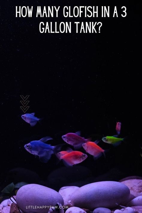 How Many Glofish In A 3 Gallon Tank Glofish Tank, Fish Care, Aquarium Fish, How Many, The Incredibles, Fish