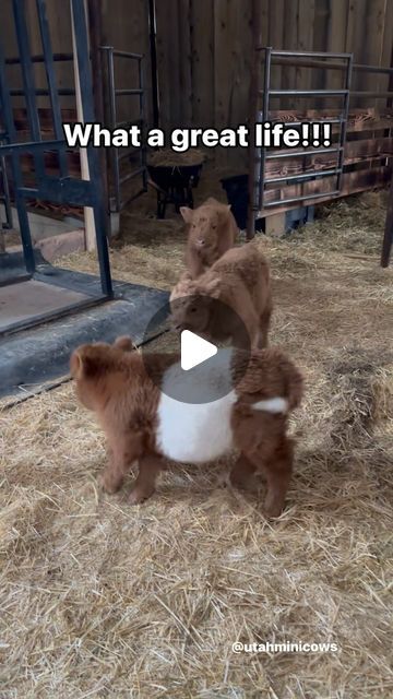 Utah Mini Cows on Instagram: "🙌🏻We love our little nuggets!!!🤣" Mini Fluffy Cows, Mini Cows, Fluffy Cows, Cuteness Overload, Our Love, Utah, Cow, Animals, On Instagram