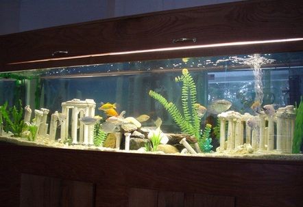 Atlantis Theme, Freshwater Fish Tank, 55 Gallon Tank, Aquarium Tanks, City Of Atlantis, Cichlid Aquarium, Fish Aquarium Decorations, Fish Tank Themes, Amazing Aquariums