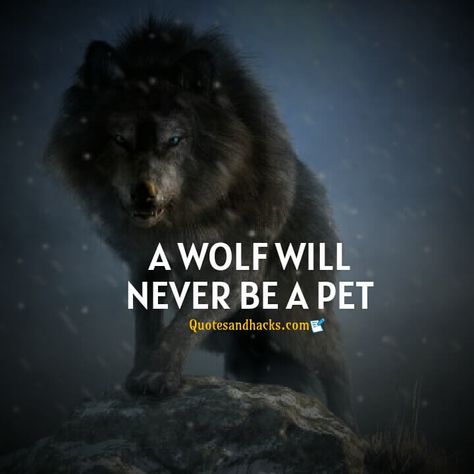 Wolf Quotes Strength Inspirational, Wolf Quotes Strength, Lone Wolf Wallpaper, Wolf Pack Quotes, Logic Quotes, Lone Wolf Quotes, Marvel Comics Funny, Quotes Strength, Likeable Quotes