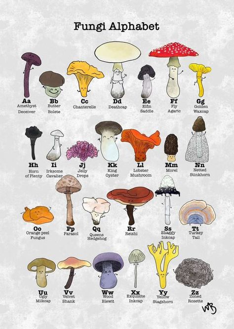 Sleeping In The Forest, Drawing Mushrooms, Types Of Mushrooms, Mushroom Identification, Mushroom Varieties, Abc Print, Alphabet Posters, Plant Fungus, Green Craft