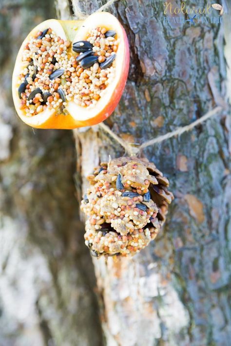 How to Make The Best Pine Cone Bird Feeder - Natural Beach Living Bird Seed Ornaments Recipe, Bird Feeders For Kids To Make, Pine Cone Bird Feeder, Bird Feeder Craft, Bird Seed Ornaments, Diy Nature, Homemade Bird Feeders, Snow Activities, Food Ornaments