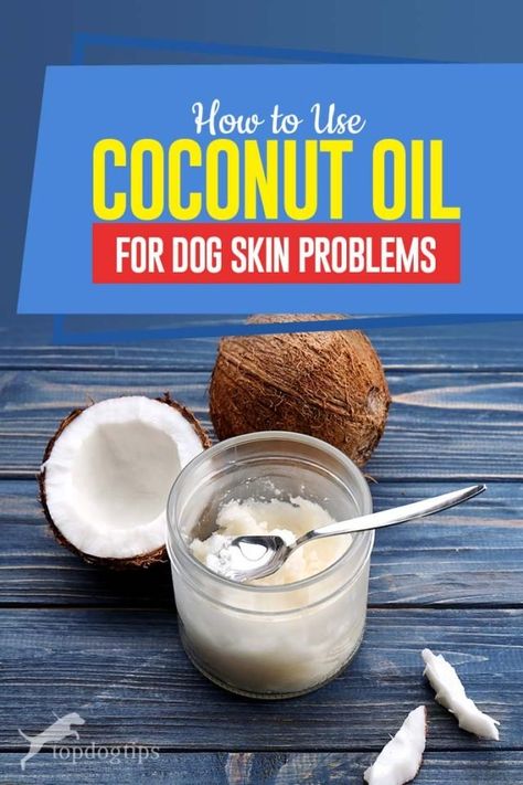 Coconut Oil Dogs Skin, Itchy Dog Skin, Diy Dog Shampoo, Dog Dry Skin, Health Coconut Oil, Dog Skin Problem, Apply Coconut Oil, Itchy Dog, Coconut Oil For Dogs