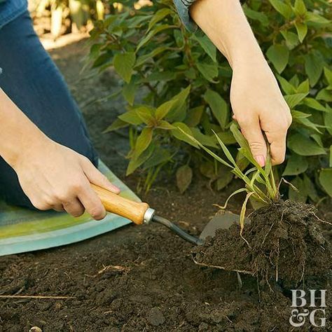 Don't let weeds become the enemy of your garden. Fall Garden Checklist, Kill Weeds Naturally, Types Of Tulips, Garden Checklist, Pulling Weeds, Weeds In Lawn, Garden Weeds, Starting A Garden, Have Inspiration