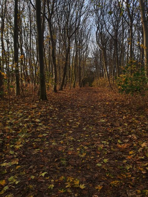 OH HOW I LOVE AUTUMN Emo Autumn, English Autumn, I Love Autumn, Love Autumn, Favorite Season, Autumn Aesthetic, Tell Me, I Love