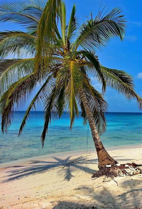 San Blas Islands, Panama Tropical Places, San Blas Islands, San Blas, Beautiful Scenery, Travel Bucket List, Summer Aesthetic, Peaches, Beautiful Destinations, Us Travel