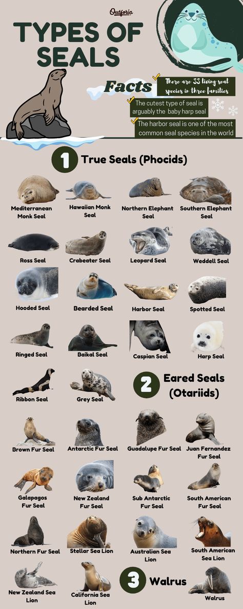 Harp Seal Pup, Oceanography Marine Biology, Lion Facts, Leopard Seal, Fur Seal, Marine Pollution, Sea Mammal, Elephant Seal, Cute Seals