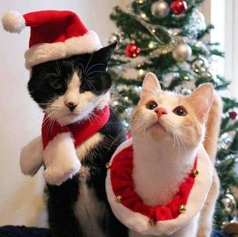 Christmas Matching Pfps Couple Cat, Christmas Cat Couple Pfp, Christmas Discord Pfp Matching, Christmas Profile Pictures Matching, Matching Profile Pictures Couple Christmas, Christmas Sanrio Matching Pfp, Matching Christmas Pfp Gxg, Christmas Couple Profile Pictures, Christmas Couple Pfps