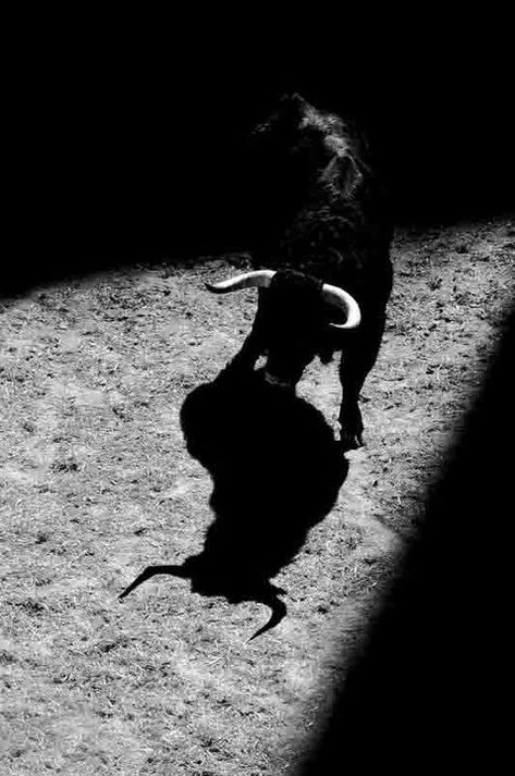 Charging Bull, Taurus Bull, Bull Art, Bull Tattoos, A Bull, Bull Riding, Black Bull, Bw Photo, Animal Planet