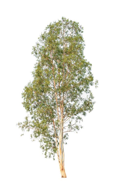 Eucalyptus tree isolated on white background. Eucalyptus tree, tropical tree in #Sponsored , #Affiliate, #PAID, #tree, #tropical, #background, #Eucalyptus Eucalyptus Tree Tattoo, Tree Tatto, Tree Psd, Folio Ideas, Ivan Cruz, Australian Trees, Seaside Garden, Aspen Tree, Tree Plan