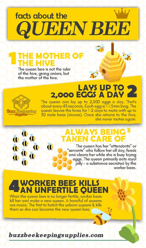 Bee Information, Bee Species Chart, Bees Infographic, Bee Identification, Honey Bee Farming, Facts About Bees, Gardening Wallpaper, Male Bee, Honey Bees Keeping