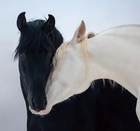 Black And White Horses, Ahal Teke, Horsey Life, Horse Aesthetic, Pretty Animals, White Horses, Black Horse, Pretty Horses, Horse Love