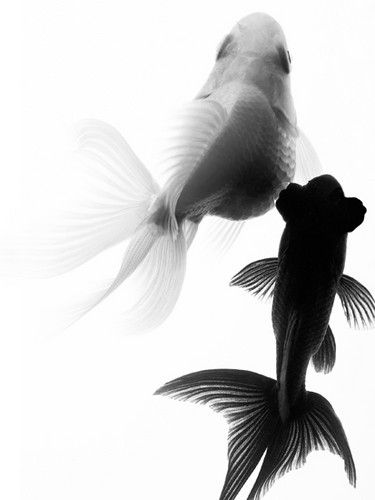 Golden Fish, Beautiful Fish, Freshwater Aquarium, Ying Yang, Black And White Pictures, Koi Fish, Aquariums, Aquarium Fish, Whales