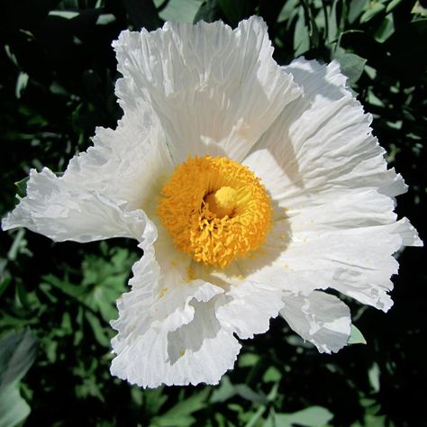 White+California+Fried+Egg+Poppy+Matilija+Romneya+coulteri+-+50+Seeds Poppy Images, Eggs Flowers, Flower Guide, White Poppy, California Poppy, Fruit Plants, Fried Egg, Perennial Plants, Poppy Flower