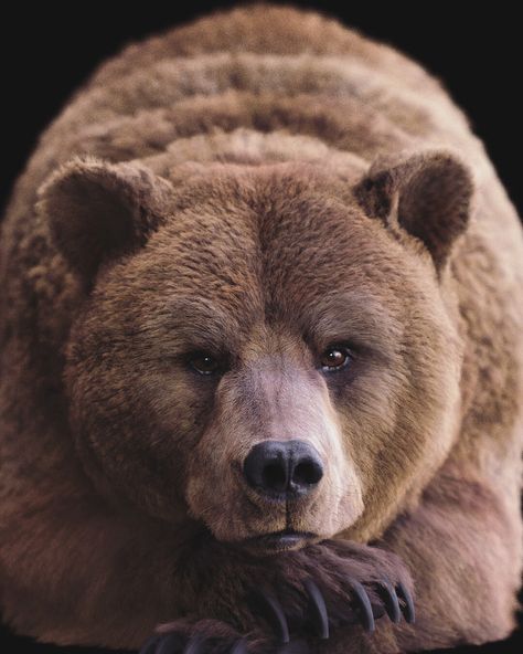 Grizzly Bear Tattoos, Photo Ours, Bear Portrait, Cute Brown Bear, Kodiak Bear, Moon Bear, Golden Moon, Bear Tattoos, Bear Photos