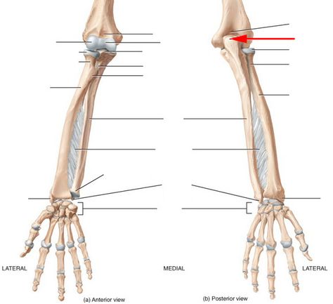 Ulna, Radius, Wrist And Hand Skeletal Anatomy Flashcards by ProProfs Ulna Tattoo, Skeletal Anatomy, Radius And Ulna, Anatomy Flashcards, Anatomy Studies, Hand Anatomy, Anatomy Bones, Human Anatomy And Physiology, Anatomy Study