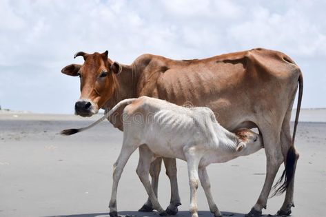 Cute Baby Calf Drinking Mothers Milk . Indian Cow Feeding Milk to her Calf. Close up. Agriculture field with clear sky background royalty free stock photo Cow Images Indian, Cow Reference, Cow Feeding, Cow With Calf, Indian Cow, Animal Composition, Mothers Milk, Nguni Cattle, Cow Feed