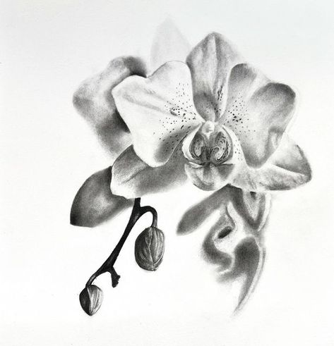 Orchid Illustration Drawing, Orchid Illustration, Orchid Drawing, Arts Project, Orchid Tattoo, Flowers Drawing, Charcoal Sketch, Botanical Artwork, Charcoal Art