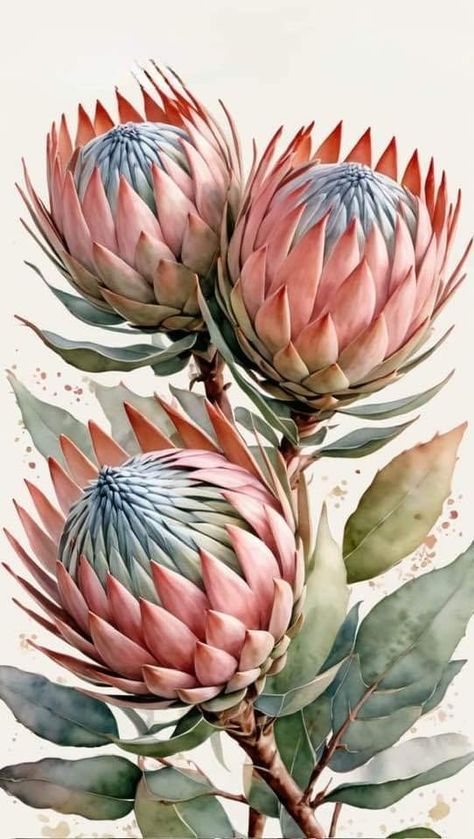 Protea Art, Magic Runes, Protea Flower, Australian Native Flowers, Folk Art Flowers, Floral Drawing, Art Painting Gallery, Flower Art Images, White Tattoo