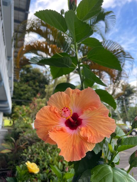 Orange Hibiscus Flower Island Flowers Aesthetic, Hawaiian Life Aesthetic, Hawaiian Summer Aesthetic, Hawaii Culture Aesthetic, Hawaiian Culture Aesthetic, Hawaiian Flowers Aesthetic, Hawaiian Astethic, Hawaii Aesthetic Vintage, Hawaii Pfp