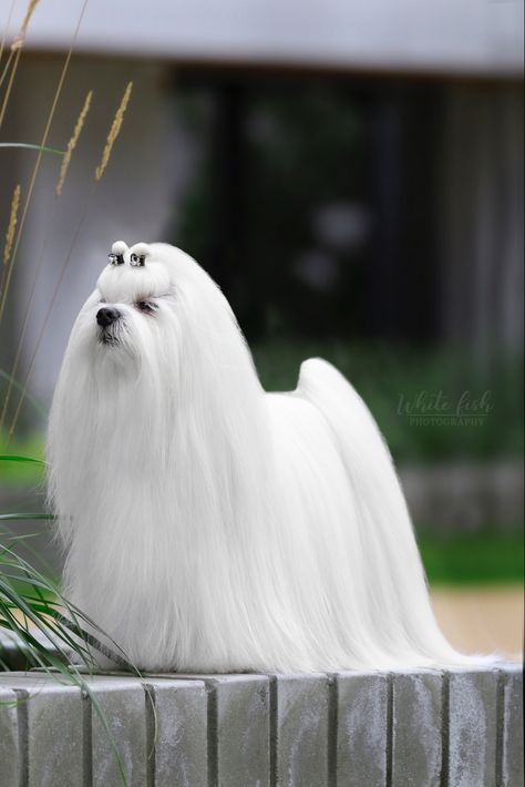 Maltese Haircuts, Maltese Dogs Haircuts, Dogs Photography, Dog Haircuts, Maltese Puppy, Maltese Dogs, Lhasa Apso, Small Dog Breeds, Dog Photography