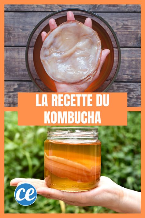 Lacto Fermentation, Homemade Kombucha, Fermented Tea, La Rose, Kefir, Food App, Kombucha, Food Waste, Meal Planner