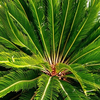 Sago palm (<i>Cycas revoluta</i>) - Tropical Plants Retreat - Sunset.com Tropical Front Yard Landscaping, Landscaping Design Plans, Tropical Front Yard, Hillside Plants, Cycas Palm, Zone 9 Gardening, Guam Island, Outdoor Tropical Plants, Cycas Revoluta