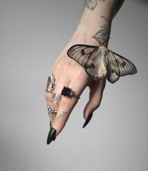 The ghostly silk moth is THE perfect moth for representing spooky season 👻 (always looking for an excuse to post one of these… | Instagram Deaths Head Moth Aesthetic, Silk Moth, Moth Drawing, Cute Moth, Moon Moth, Moth Tattoo, Gothic Girls, Sleeve Tattoo, Creature Design