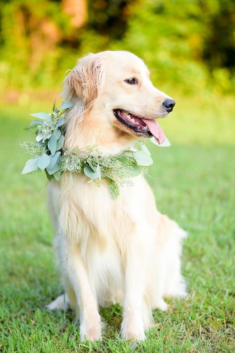 Dog Floral Collar, Dog Floral Collar Wedding, Golden Retriever Wedding, Wedding Animals, Farm Wedding Ideas, Wedding Dogs, Dog Flowers, Eucalyptus Flower, Floral Dog Collar