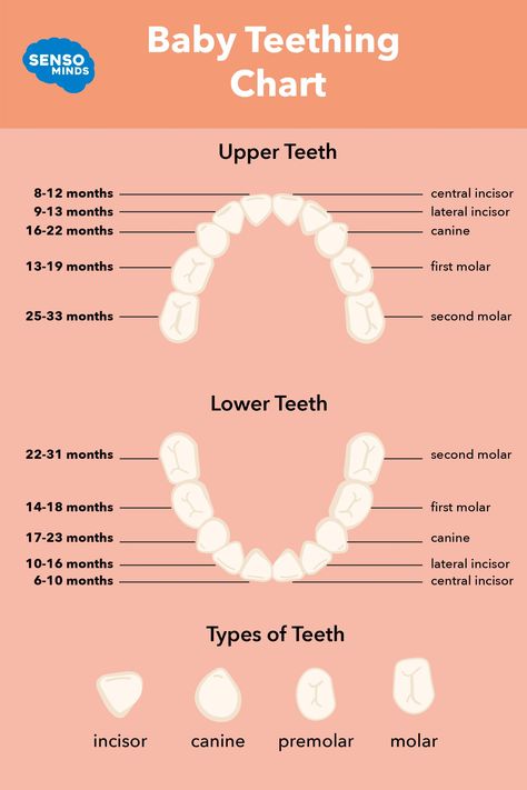 Is your baby starting to teething? Wondering when your teething baby's teeth will come in? We've made a teething chart to shows when your baby’s primary teeth will come & cut in and when they'll fall out. We also provide a few easy hacks for new moms with teething toddlers, babies & infants to help soothe those sore teething gums! #teether #teethingbaby #teethingchart Primary Dentition, Baby Teeth Chart, Baby Teething Chart, Baby Tooth Chart, Baby Teething Remedies, Teething Chart, Teething Signs, Teething Symptoms, Teething Toddler