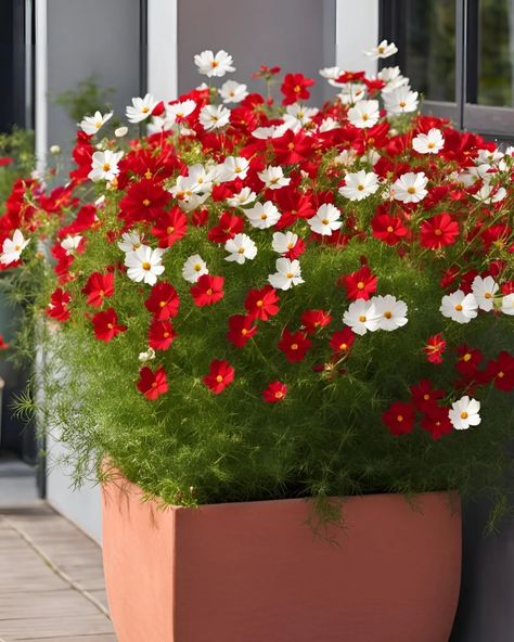 Cosmos Plant Cosmos Plant, Flower Vase, Flower Vases, Cosmos, Flower Pots, Vase, Plants, Flowers, Quick Saves