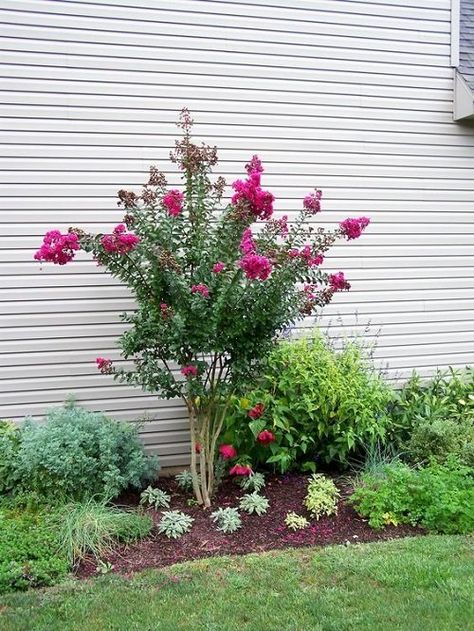 30 Beautiful Landscaping Ideas with Crepe Myrtles | Balcony Garden Web Crepe Myrtle Landscaping, Southern Landscaping, Crepe Myrtles, Trees For Front Yard, Landscaping Around Trees, Myrtle Tree, Side Yard Landscaping, Front Garden Landscape, Crepe Myrtle