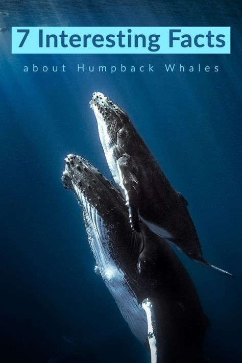 Humpback Whale Facts, Water Healing, Dive Magazine, Baleen Whales, Save The Whales, Power Of Meditation, Underwater Creatures, Oceans Of The World, Whale Tail