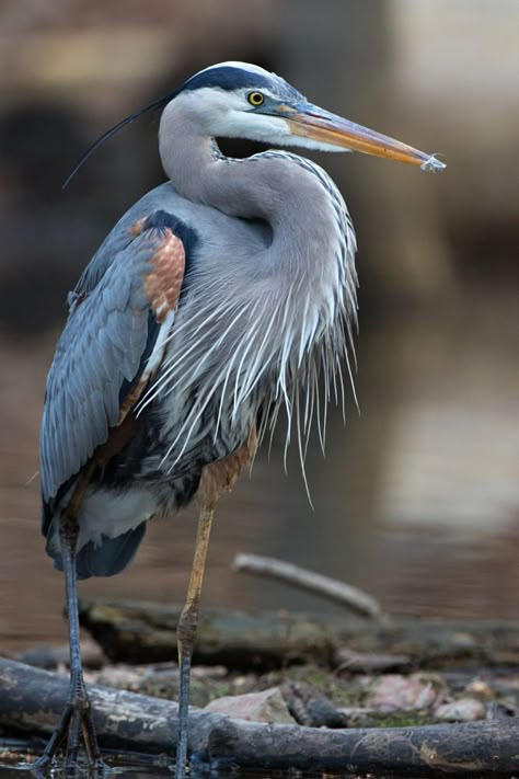 Heron Photography, Heron Art, Coastal Birds, Great Blue Heron, Nature Birds, Bird Pictures, Blue Heron, Bird Drawings, Sea Birds