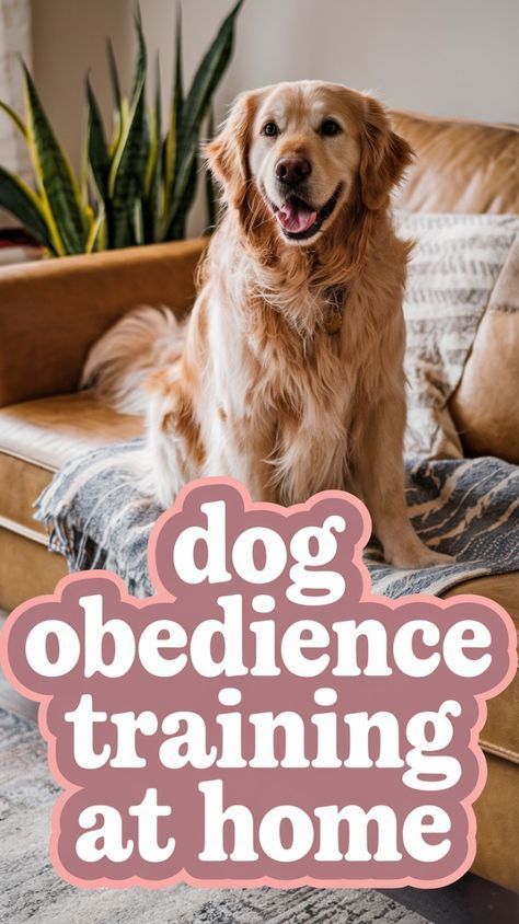 Daily Dog Training Routine, How To Train Your Dog, Dog Routine, Obedience Training For Dogs, Positive Reinforcement Dog Training, Dog Commands Training, Dog Obedience Training, Training At Home, Dog Minding